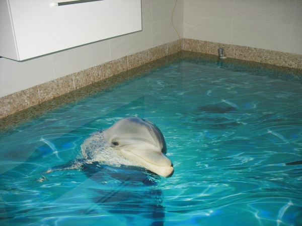 epoxidharz bodenbelag bad delfin