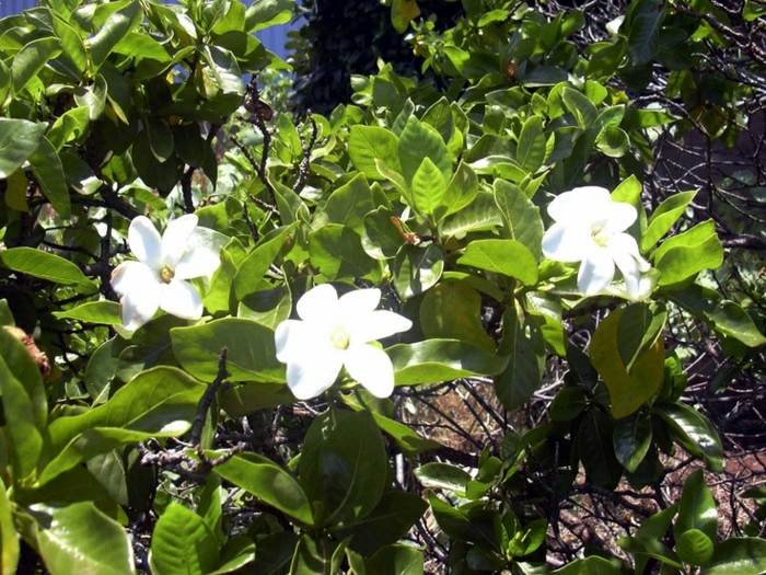  gartenpflanze gardenie schöne weiße blüten
