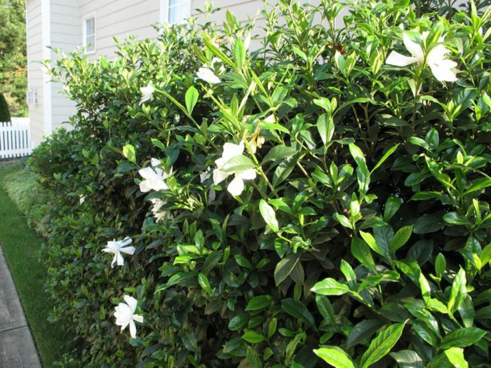 gartenpflanze sträuche gardenien weiße hausfassade