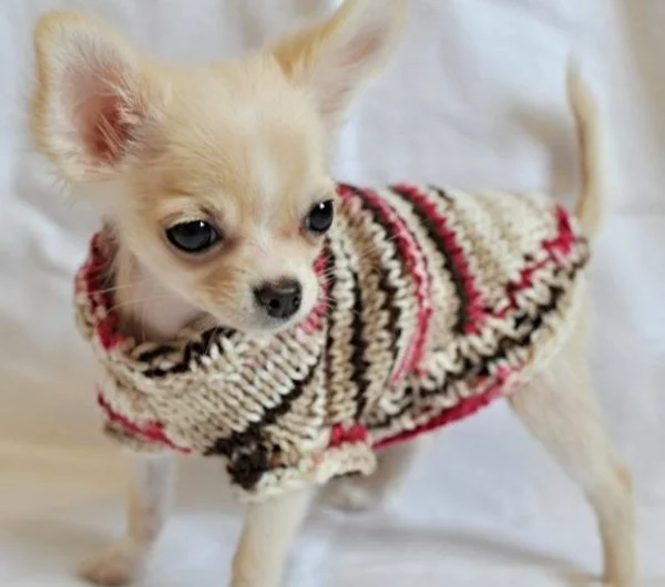 Hundepullover selber stricken DIY Projekte Haustiere Chihuahua in gestreiftem Pilli