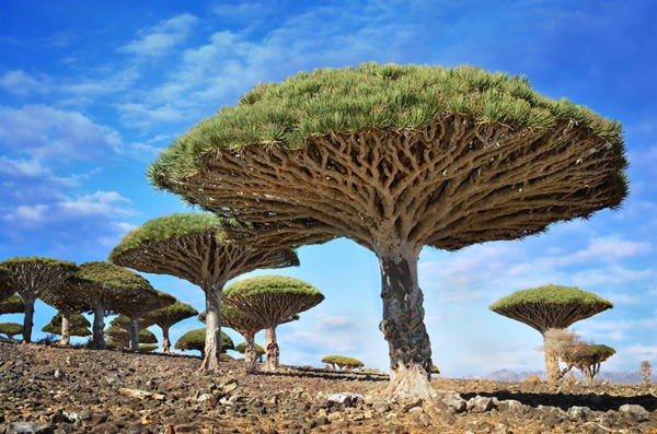 unser planet dragonblood bäume socotra yemen