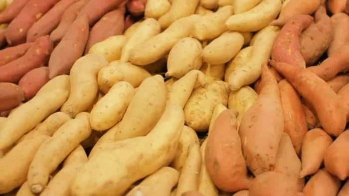 probiotika kartoffel sorten gesund