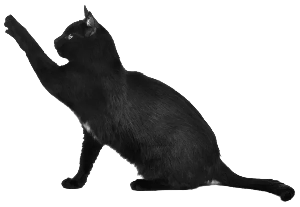 schicksal zeichen aberglaubig schwarze katze