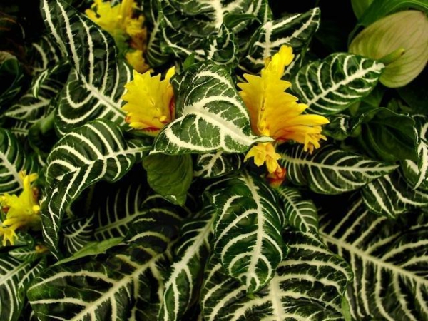 schöne zimmerpflanzen Glanzkölbchen dekoideen zuhause dekorieren