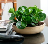 Schöne Zimmerpflanzen – Frische Ideen für die Dekoration im Innenraum