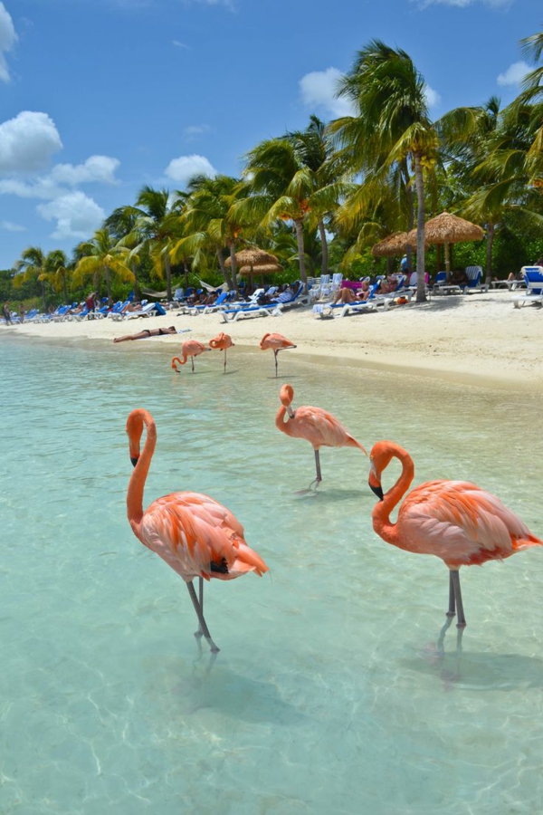 schönste strände Flamingo Beach Renaissance island Aruba