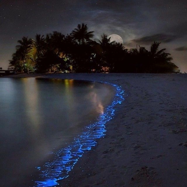 schönste strände Maldiven urlaub Bioluminescent Phytoplankton