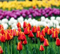 Zauberhafte Tulpen Bilder aus dem Emirgan Park in Istanbul
