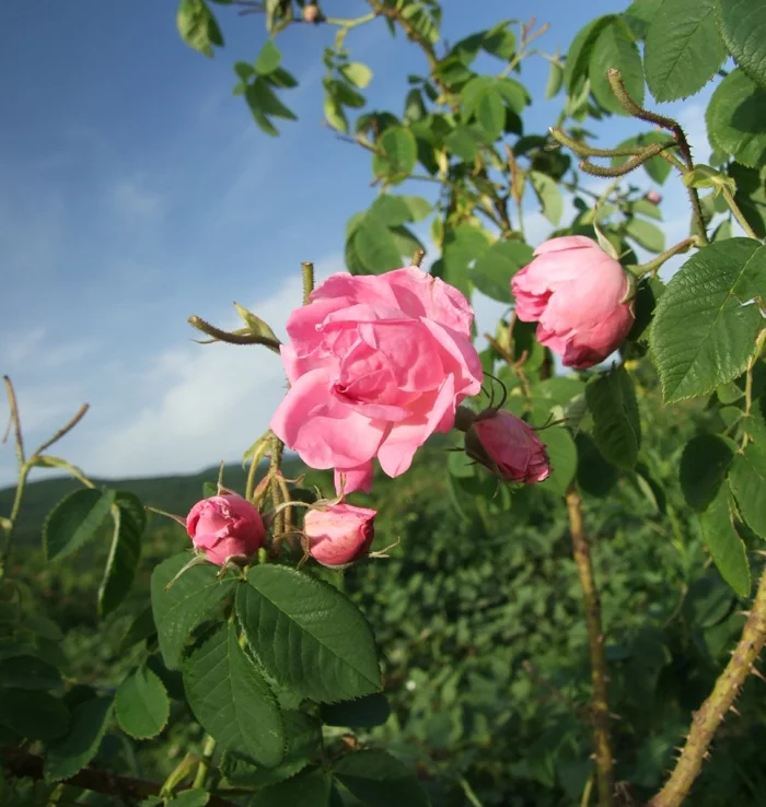 duftöle oregano bio rose damascena bulgarien