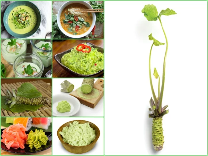 echte wasabi pflanze asiatische gerichte kochen mit wasabi