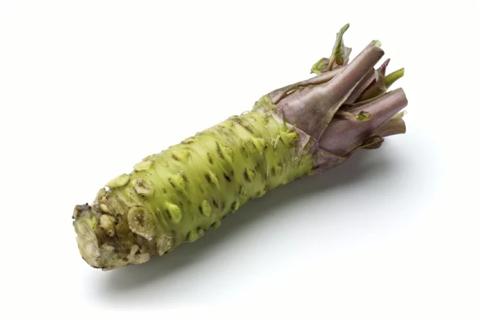 echte wasabi pflanze wurzel essbar