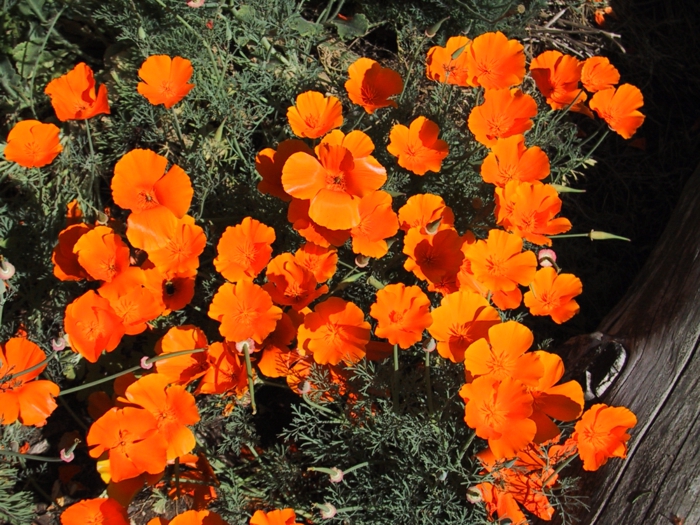 garten verschönern Kalifornischer Mohn orange blüten
