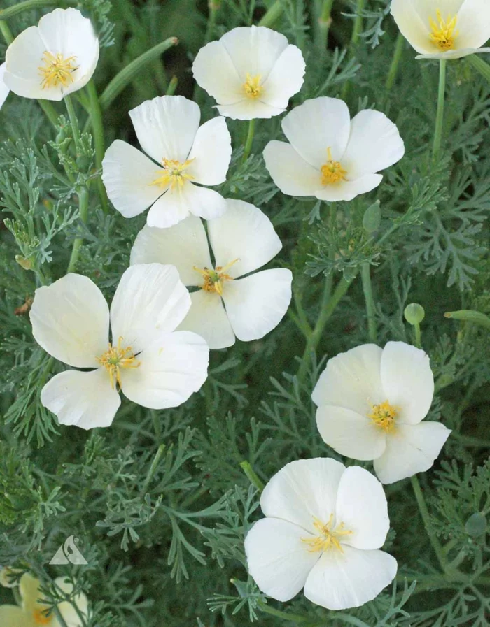 garten verschönern pflanzen sommerblumen Kalifornischer Mohn weiß