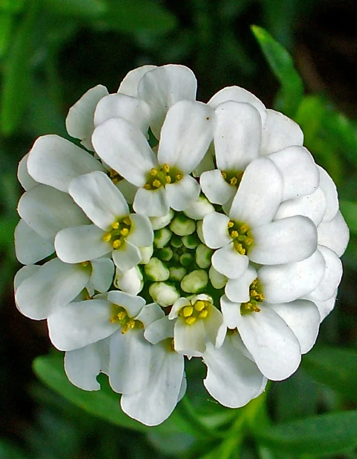 garten verschönern schleifenblume iberis sempervirens blüte weiß