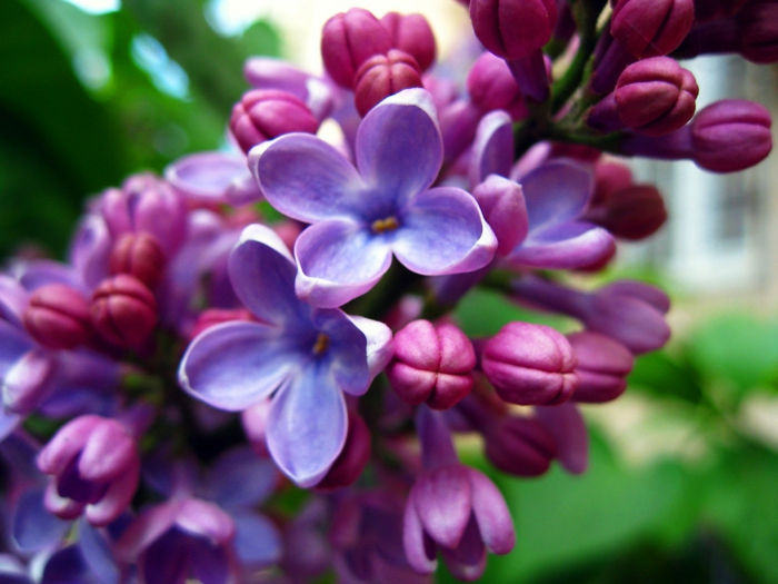 gartenpflanze gewöhnlicher flieder lila frische blüten