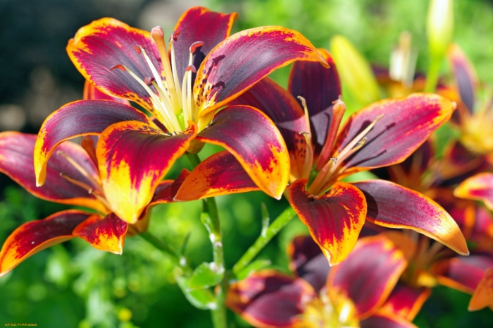 Gartenpflanze - 8 prächtige Klassiker für Ihren Garten ...