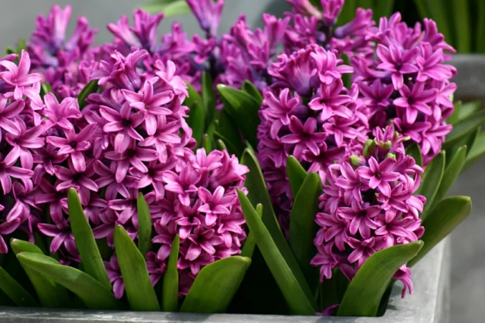 gartenpflanze hyazinthe violett frisch frühlingsboten