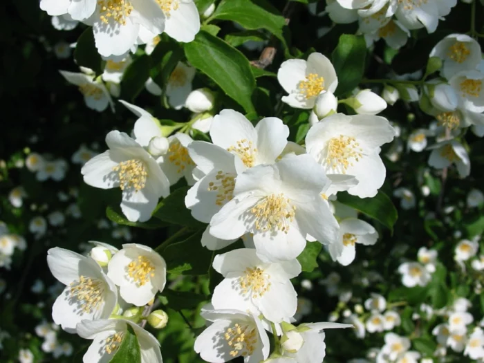 gartenpflanze jasmin pflanze weiße blüten garten