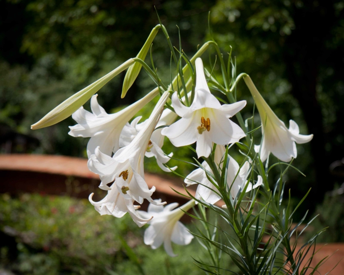 gartenpflanze lilien weiße blüten formosa