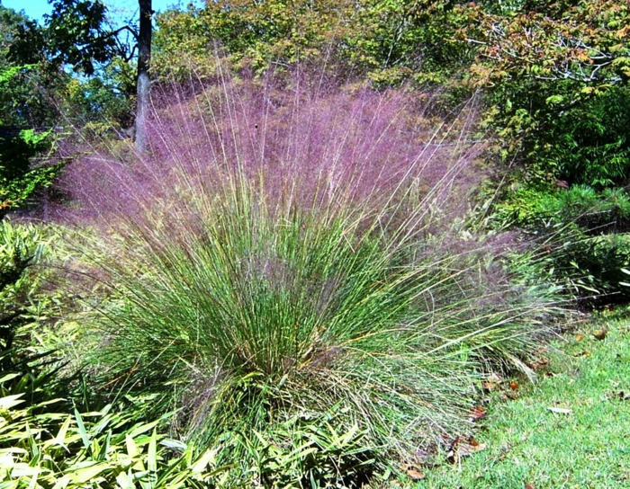 gräser im garten lila nuance dekoration