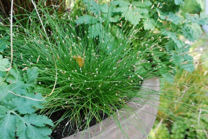 gräser im garten ornamtental pflanzkübel