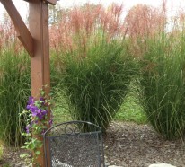 Dekorative Gräser im Garten – Wissenswertes und praktische Tipps
