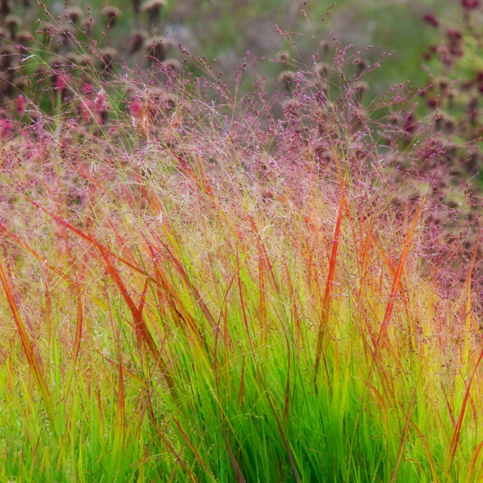 gräser im garten ornamtental zarte halme sanfte nuancen