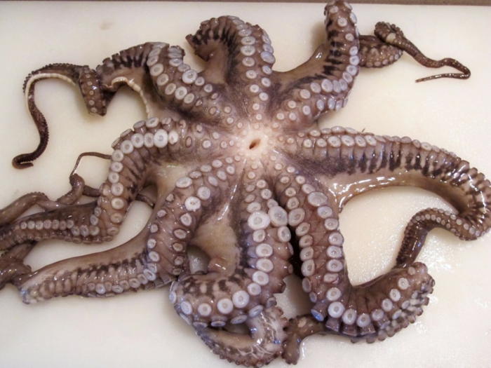 oktopus kochen rezepte oktopus zubereiten roh fleisch