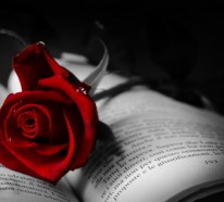 Rote Rosen – Sinnbild der Liebe und der Leidenschaft