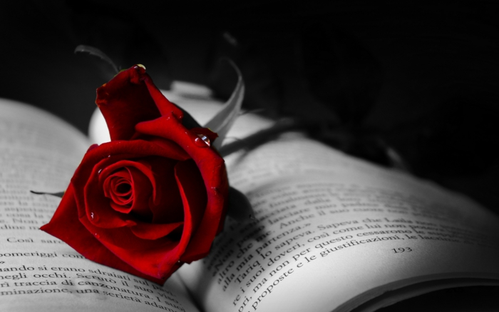 rote rosen geöffnetes buch romantisch wunderschön