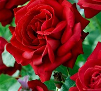 Rote Rosen – Sinnbild der Liebe und der Leidenschaft