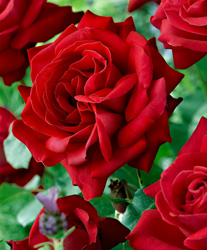 rote rosen rosenstrauch garten