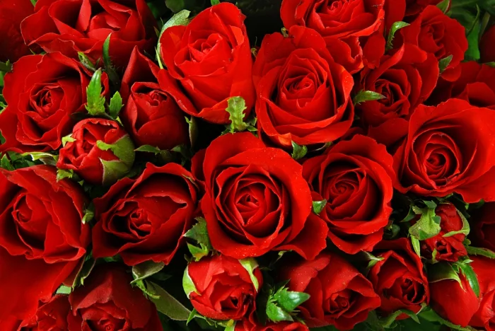 rote rosen strauß leidenschaft überraschung