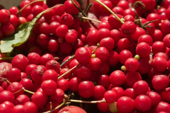 schisandra pflanze rote früchte kirschenähnlich