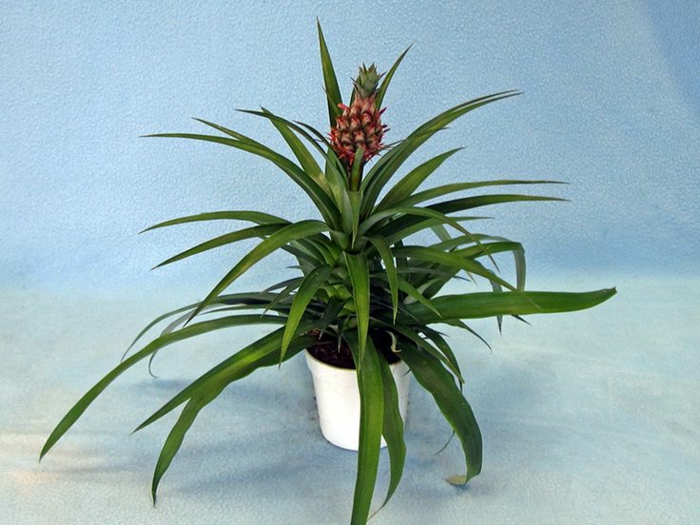 schöne dekoideen mini ananas pflanze