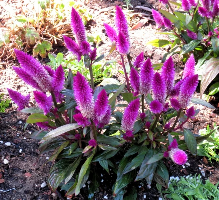 garten verschönern sommerblumen garten pflanzen brandschopf lila
