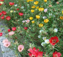 Sommerblumen helfen Ihnen, einen Garten voller Farben zu kreieren