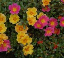 Sommerblumen helfen Ihnen, einen Garten voller Farben zu kreieren