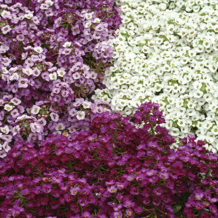 garten verschönern sommerblumen steinkräuter lila weiß garten pflanzen