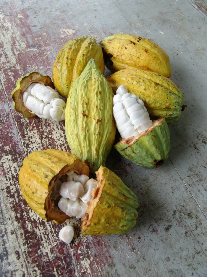 sonnenschutz haut kakaofrüchte kerne kakaobutter
