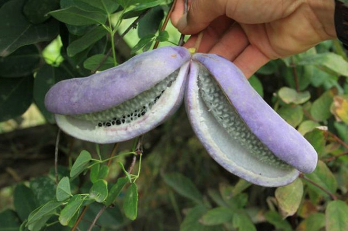 tropische früchte akebie blaugurkenrebe