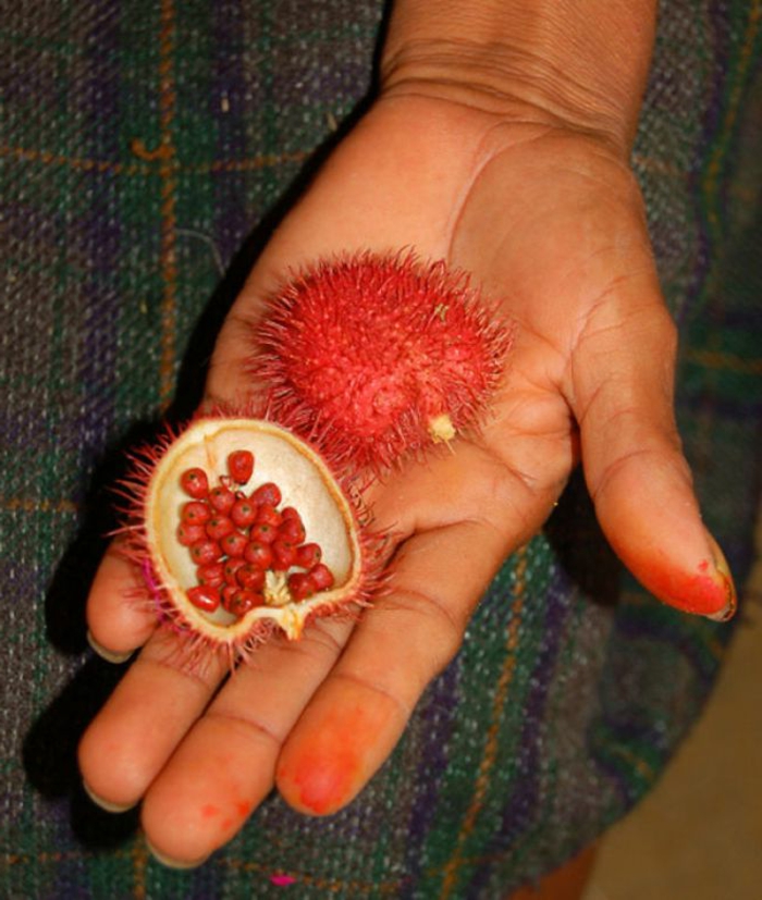 tropische früchte annatto achote