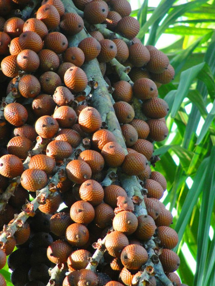 tropische früchte buriti palme laranja nuss