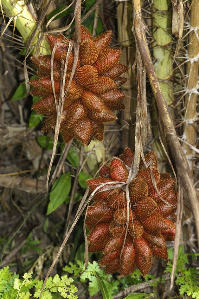 tropische früchte salakfrucht salakpalme