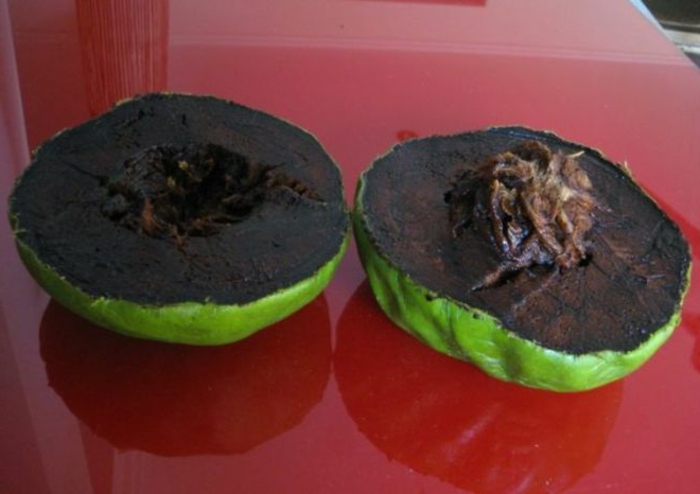 tropische früchte schwarze sapote schokoladenapfel baum
