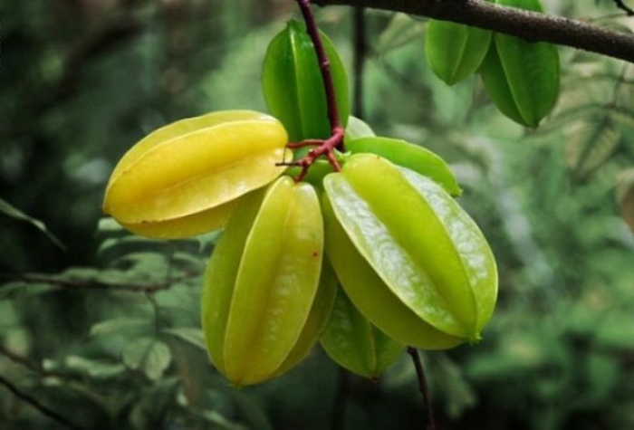 tropische früchte sternfrucht karambola