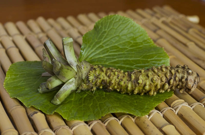 wasabi pflanze asiatische gerichte wasabi blatt wurzel