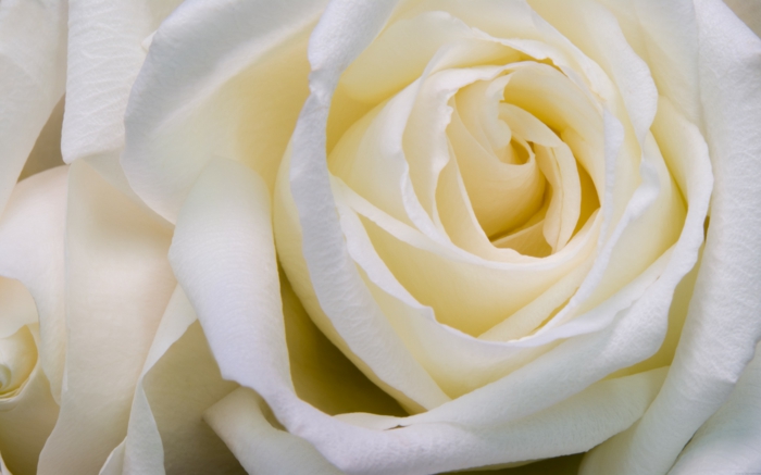weiße rose prächtige blüte