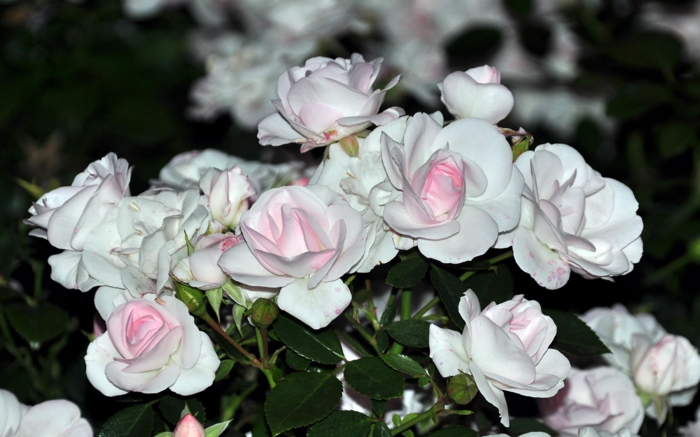 weiße rose rosa nuance strauch