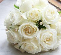 Die weiße Rose – ein Symbol der Unschuld und Reinheit
